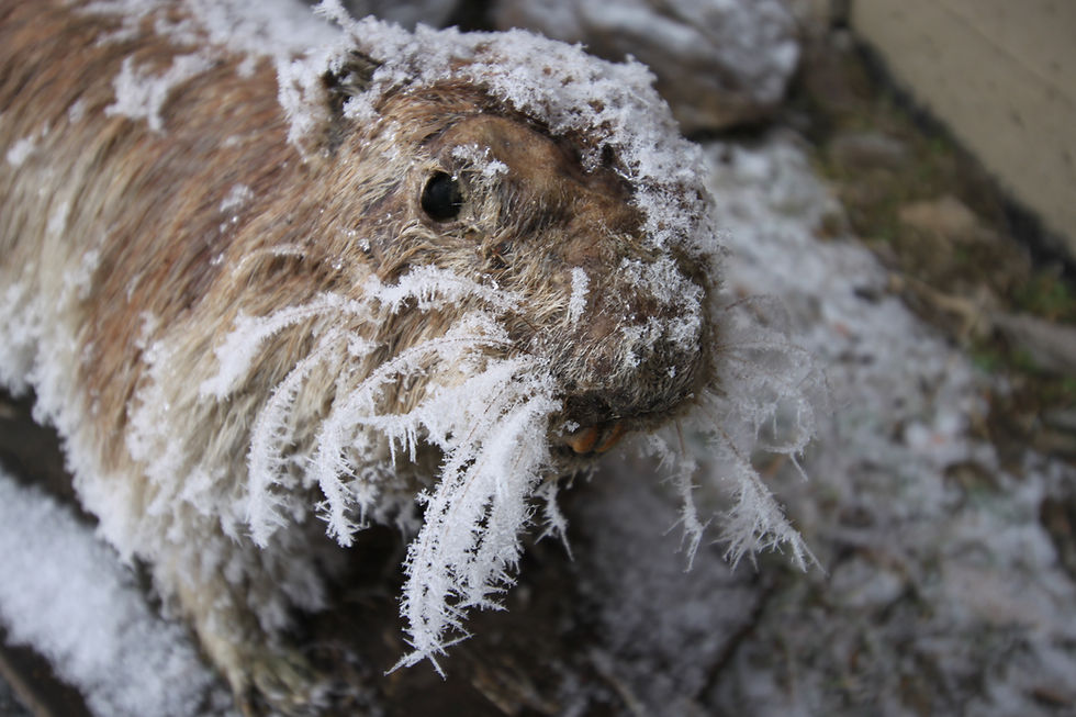 Wintermurmeltier