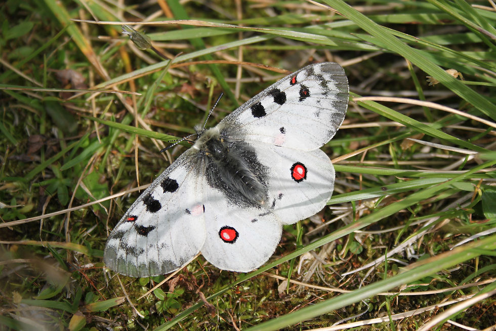 Hochgebirgsschmetterling
