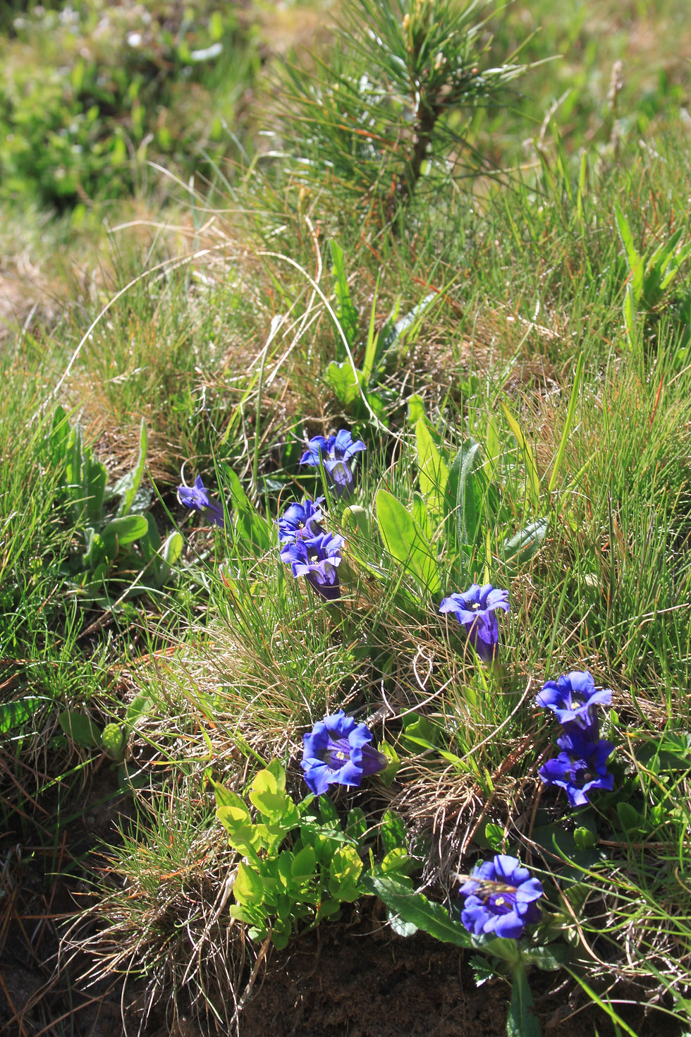 Alpenblumen