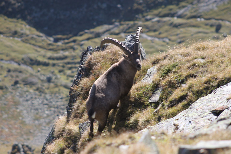 Steinbock