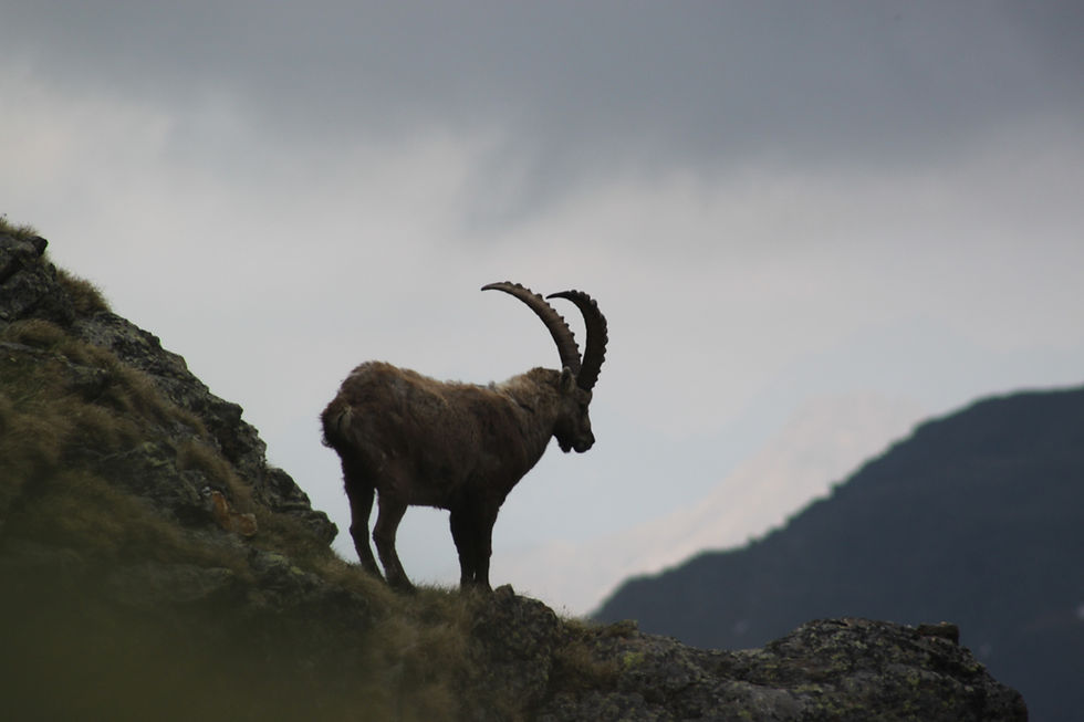 Der König der Alpen