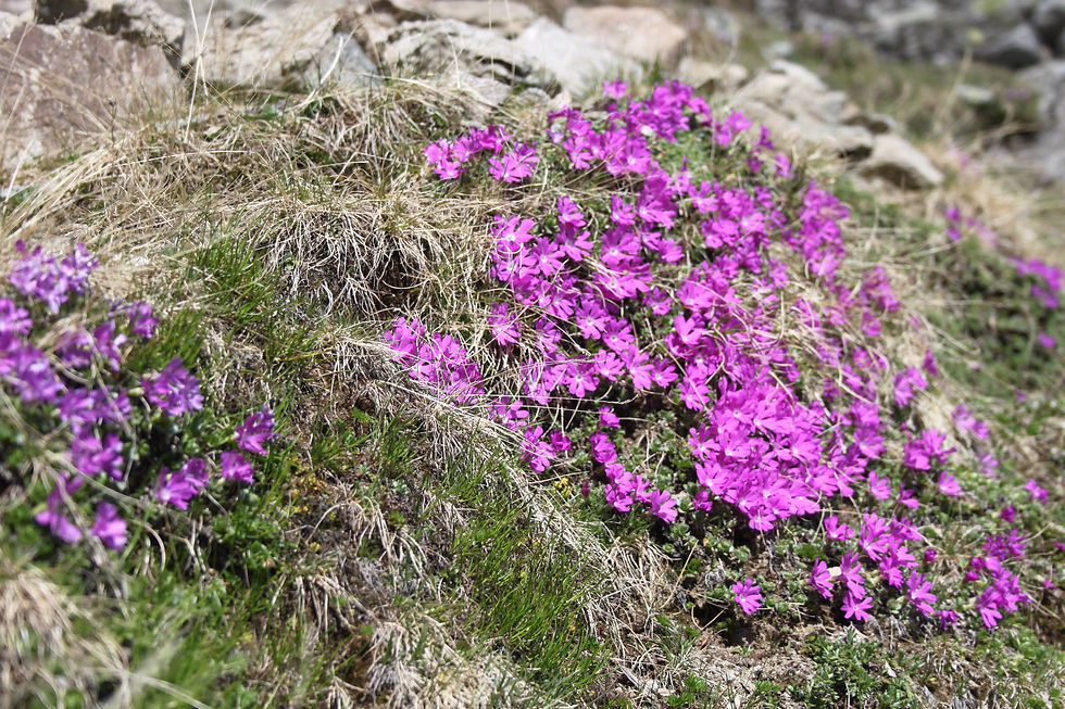 Alpenblumen